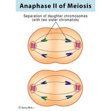 Anaphase II