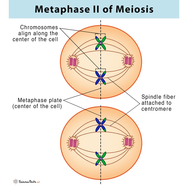 Metaphase II